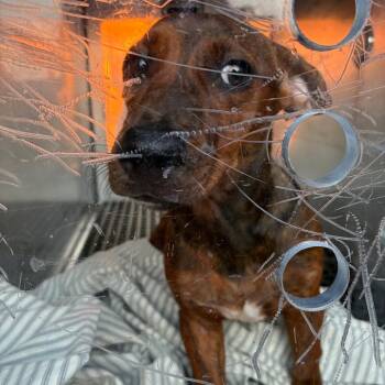 Hero -  Mixed Breed Dog for Adoption in Philadelphia, Pennsylvania - Hero | PetCurious