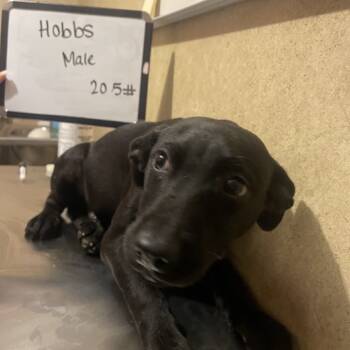 Rescue Mixed Breed Dogs for Adoption in Valley, Alabama - Hobbs | PetCurious