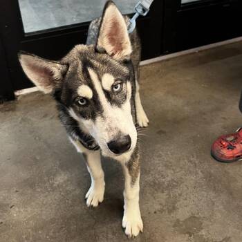 Husky Dogs Available for Adoption in Tampa, Florida - Henny | PetCurious