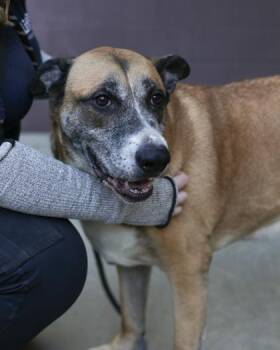 Mixed Breed Dogs Available for Adoption in Chamblee, Georgia - Kan | PetCurious