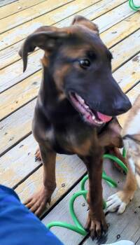 Belgian Shepherd Malinois Dogs Available for Adoption in Lafayette, California - Monique  | PetCurious