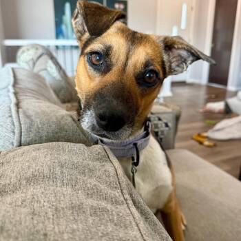 Mixed Breed Dogs Available for Adoption in Buffalo, Minnesota - Mariska | PetCurious
