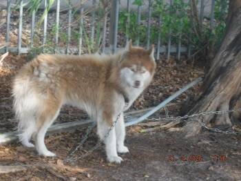 Siberian Husky and Mixed Breed Dogs Available for Adoption in Doral, Florida - RILEY | PetCurious