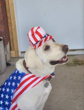 Blonco -  Yellow Labrador Retriever Dog for Adoption - Blonco | PetCurious