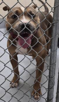Pen 211 D -  Pit Bull Terrier Dog for Adoption in Lawrenceville, Georgia - Pen 211 D | PetCurious