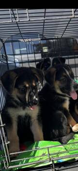 Rescue German Shepherd Dog and Jack Russell Terrier Dogs for Adoption in Haslet, Texas - Jake | PetCurious