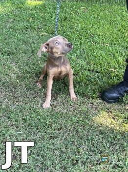 JT -  Pit Bull Terrier Dog for Adoption in Rocky Mount, North Carolina - JT | PetCurious