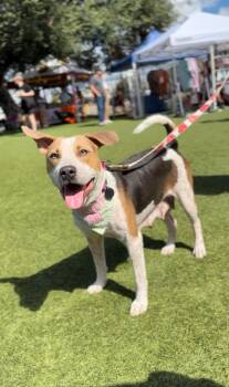 Rescue Beagle and Hound Dogs for Adoption in Houston, Texas - Miss Shirley | PetCurious