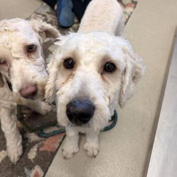 Apple Jacks -  Poodle and Mixed Breed Dog for Adoption in Marshall, Virginia - Apple Jacks | PetCurious