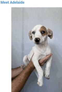 Adelaide -  Australian Cattle Dog Blue Heeler and Pit Bull Terrier Dog for Adoption in Salt Lake City, Utah - Adelaide | PetCurious