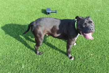 Pit Bull Terrier and Mixed Breed Dogs Available for Adoption - Regina | PetCurious