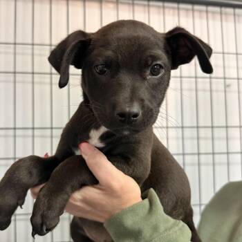 Hoth -  Mixed Breed Dog for Adoption in Columbia, South Carolina - Hoth | PetCurious