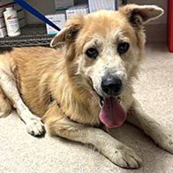 Ronald - URGENT -  Golden Retriever and Shepherd Dog for Adoption in Thousand Oaks, California - Ronald - URGENT | PetCurious