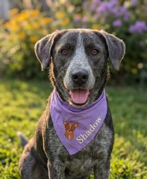 SHADOW -  Blue Lacy Dog for Adoption in Lincoln, Nebraska - SHADOW | PetCurious
