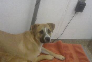 German Shepherd Dog and Mixed Breed Dogs Available for Adoption in Albuquerque, New Mexico - NOAH | PetCurious