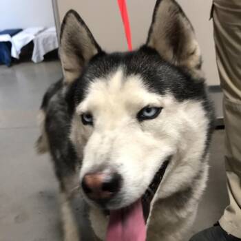 Husky Dogs Available for Adoption - Prince | PetCurious