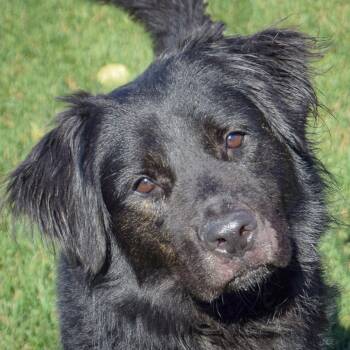 Rescue Black Labrador Retriever and Great Pyrenees Dogs for Adoption in Huntley, Illinois - Buzz | PetCurious
