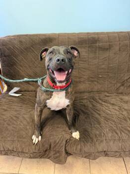 Dude -  Pit Bull Terrier Dog for Adoption in Marion, Ohio - Dude | PetCurious
