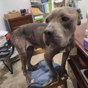 River -  Terrier Dog for Adoption in Clarksdale, Mississippi - River | PetCurious