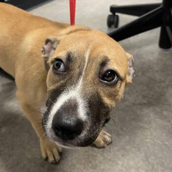 Lilly Paw -  Mixed Breed Dog for Adoption in Philadelphia, Pennsylvania - Lilly Paw | PetCurious