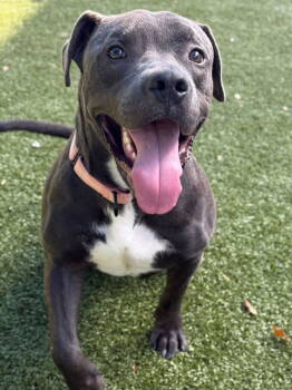 Rescue Pit Bull Terrier Dogs for Adoption in Newport, New Hampshire - Storm | PetCurious