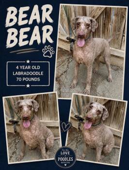 Bear Bear -  Labradoodle Dog for Adoption in Richmond, Virginia - Bear Bear | PetCurious