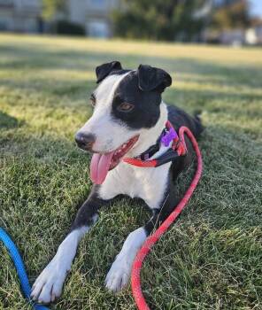 Greta Van Fleet -  Border Collie Dog for Adoption in Waunakee, Wisconsin - Greta Van Fleet | PetCurious