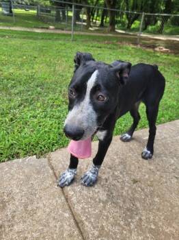 Freckles -  Mixed Breed Dog for Adoption in Lawrenceburg, Tennessee - Freckles | PetCurious