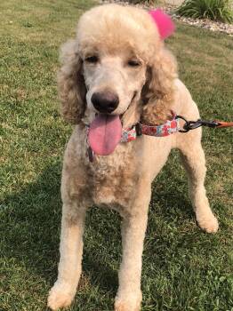 Lana -  Standard Poodle Dog for Adoption in Brandon, South Dakota - Lana | PetCurious