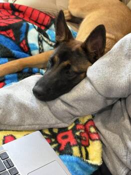 Belgian Shepherd Malinois Dogs Available for Adoption in Imlay City, Michigan - Kimchi (Kansas) | PetCurious