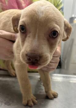 Mixed Breed Dogs Available for Adoption in Hillsdale, Indiana - Ivy | PetCurious