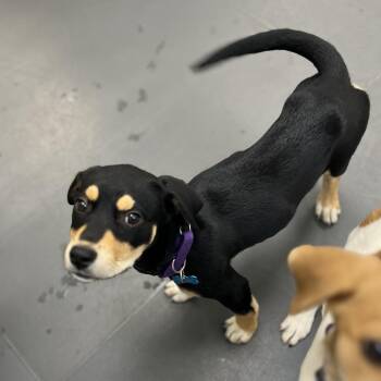 Mixed Breed Dogs Available for Adoption in Chicago, Illinois - Fiesta | PetCurious