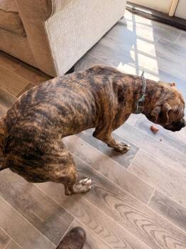 Arlo -  American Bulldog Dog for Adoption in Nashville, Georgia - Arlo | PetCurious