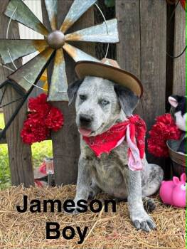 Jameson -  Pointer and Labrador Retriever Dog for Adoption in West Palm Beach, Florida - Jameson | PetCurious