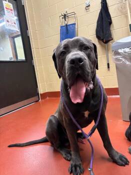 Bubba -  Cane Corso Dog for Adoption in Douglasville, Georgia - Bubba | PetCurious