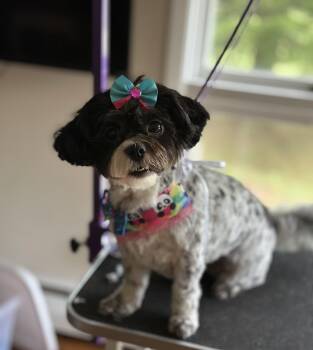 URGENT FOSTERS NEEDED ASAP- PEBBLES -  Mixed Breed Dog for Adoption in Irwin, Pennsylvania - URGENT FOSTERS NEEDED ASAP- PEBBLES | PetCurious