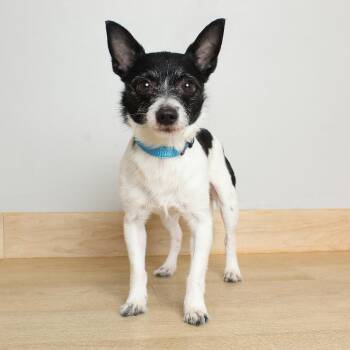 Oreo Jr. D69970 -  Chihuahua and Mixed Breed Dog for Adoption in Minnetonka, Minnesota - Oreo Jr. D69970 | PetCurious