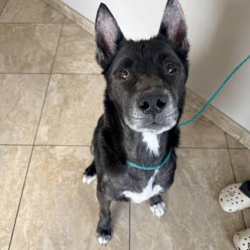 Shadow -  Shepherd Dog for Adoption in Las Vegas, Nevada - Shadow | PetCurious