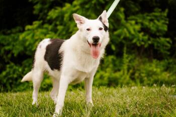 Rescue Border Collie and Mixed Breed Dogs for Adoption in Gradyville, Kentucky - Solo | PetCurious