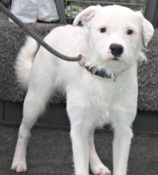 Terrier Dogs Available for Adoption in Herndon, Virginia - Paintball | PetCurious