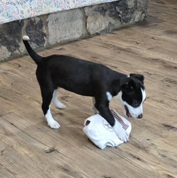 Jack Russell Terrier Dogs Available for Adoption in Union Grove, Wisconsin - Breeze | PetCurious