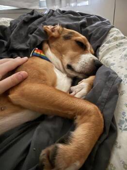 Cherry -  Beagle Dog for Adoption in New York, New York - Cherry | PetCurious