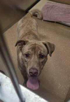 Husky and Pit Bull Terrier Dogs Available for Adoption - Juda | PetCurious