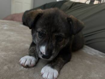 Rescue Shepherd and Mixed Breed Dogs for Adoption in Los Angeles, California - Sable | PetCurious