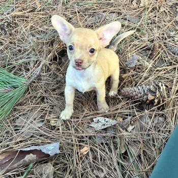 Nemo -  Chihuahua and Dachshund Dog for Adoption in York, South Carolina - Nemo | PetCurious