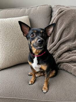 Miniature Pinscher and Chihuahua Dogs Available for Adoption in Gulfport, Mississippi - Miss Bitty | PetCurious