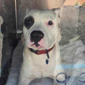 Mixed Breed Dogs Available for Adoption in Philadelphia, Pennsylvania - Rascal | PetCurious