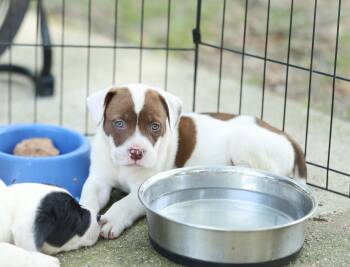 Tater -  American Bulldog and Bulldog Dog for Adoption in Lucedale, Mississippi - Tater | PetCurious