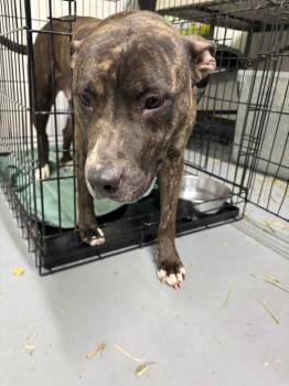 Pit Bull Terrier and Hound Dogs Available for Adoption in Findlay, Ohio - Jane | PetCurious