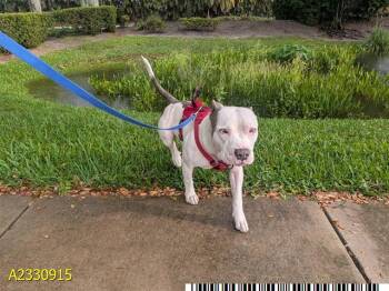 BOCELLI -  Mixed Breed Dog for Adoption in West Palm Beach, Florida - BOCELLI | PetCurious